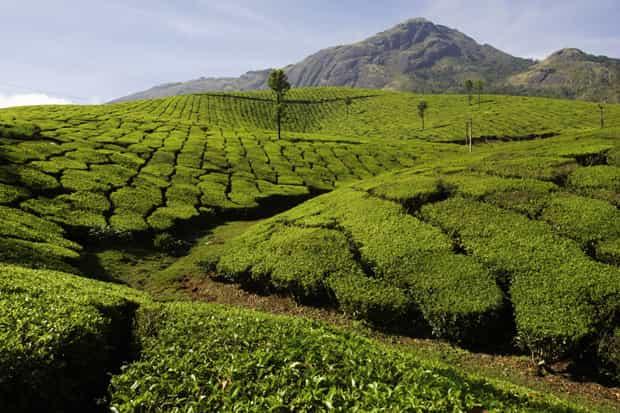 Чайные плантации 3