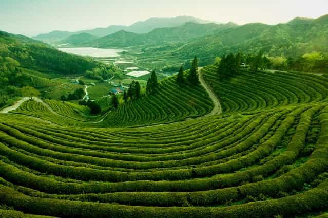 Чайные плантации 4