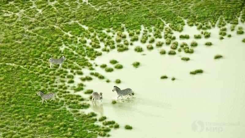 Дикая природа Ботсваны фото с воздуха