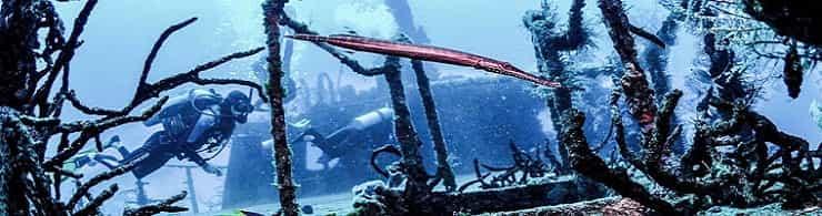 Подводный музеи погибших кораблей: Knave