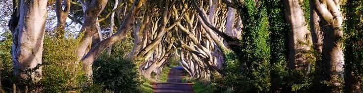 Таинственный лес или Темная аллея в Ирландии
