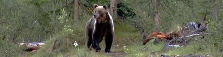 Памятка при встрече с медведем в тайге