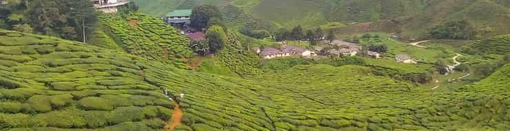 Чайные плантации Малайзии. Cameron Highlands