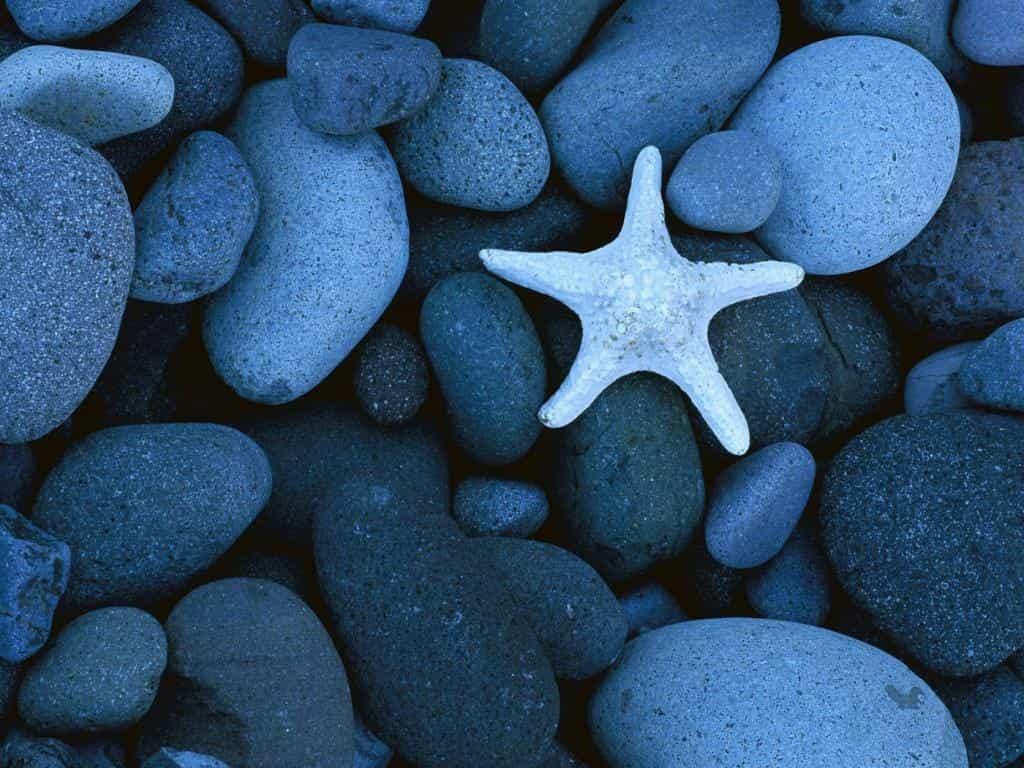 Морская звезда на синих камнях