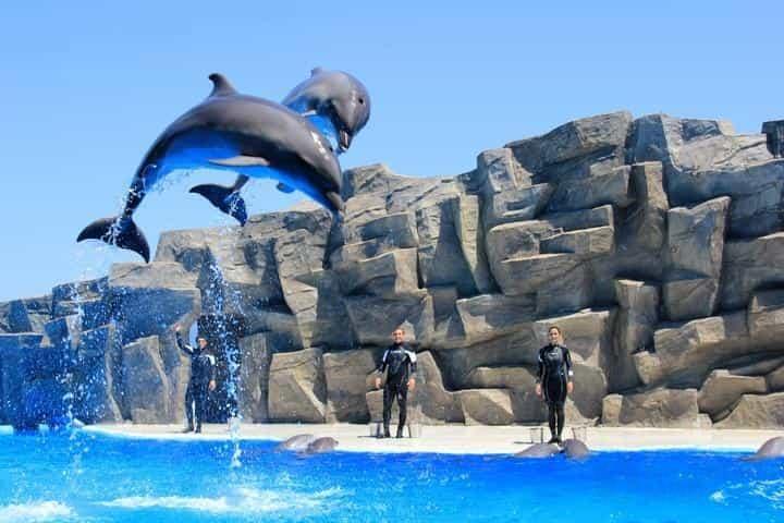 Дельфинарий в Батуми