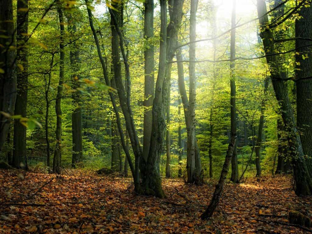 Лес осенью