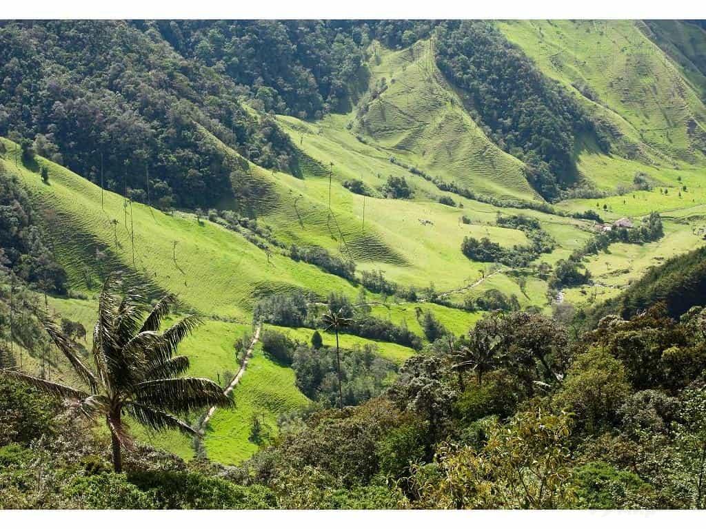 Леса Колумбии