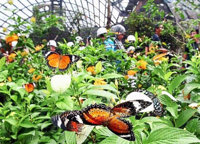 Парк бабочек на Пенанге
