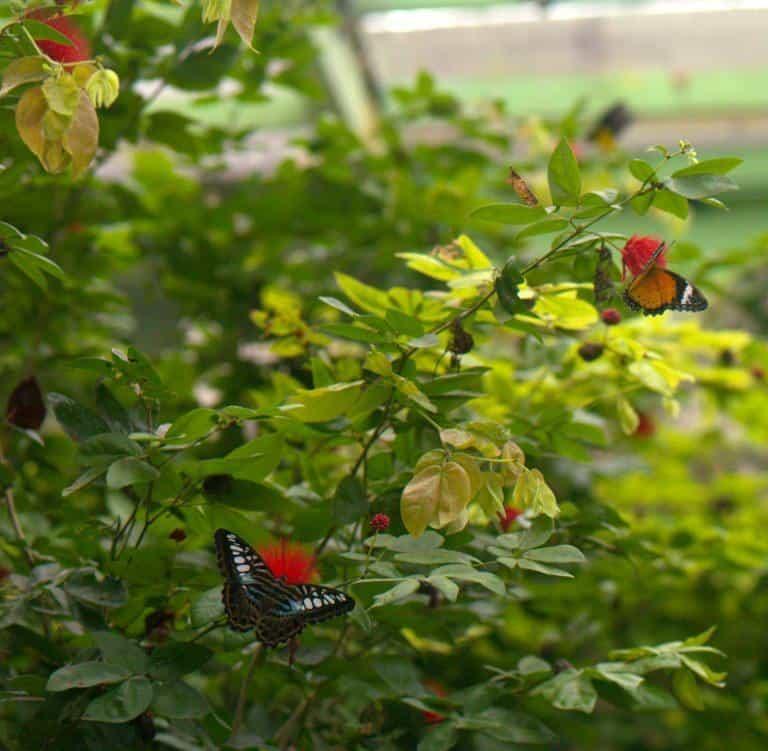 Бабочки в парке бабочек на Пенанге