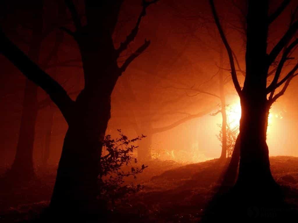 Таинственный волшебный лес на закате