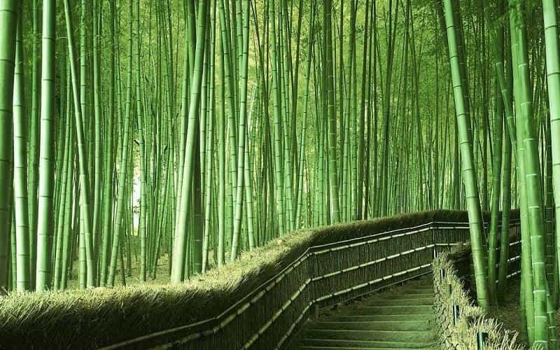 Дорога через бамбуковую рощу