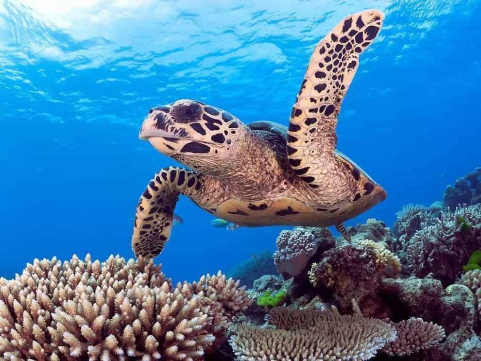 Большая морская черепаха