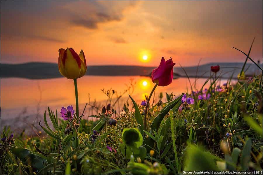 Крым весной фото.Тюльпаны