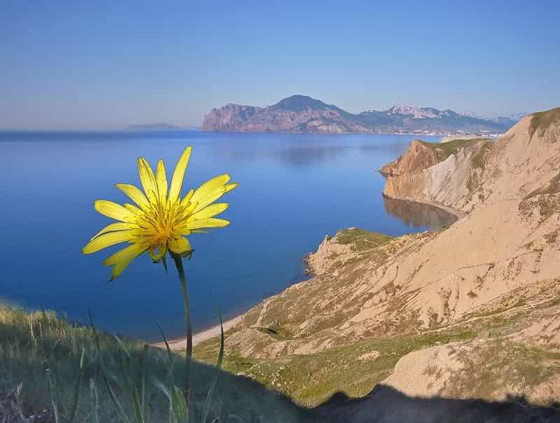 Крым весной. Цветы
