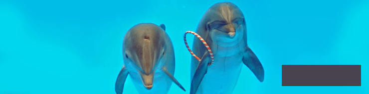 Дельфины помогают людям