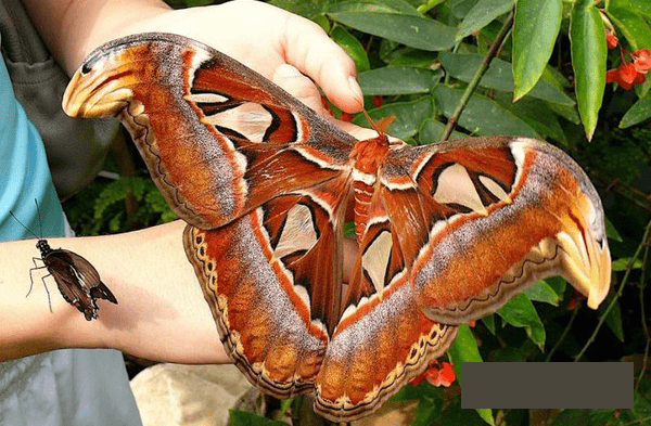 Самая крупная бабочка на Земле