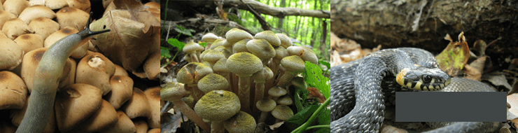 Ставропольская грибная осень - фото