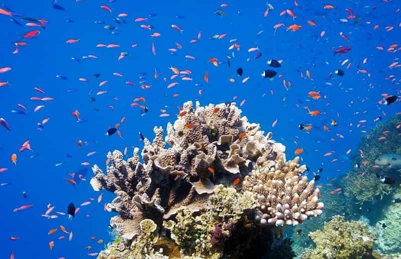 Various Anthias fish (pseudanthias) and Bicolor chormis (chromis margaritifer) schooling around coral on Agincourt Reef, Great Barrier Reef.