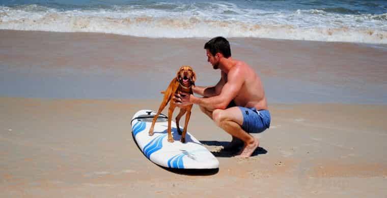 Инструктор по серфингу для собак