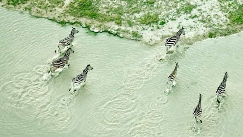 Дикая природа Ботсваны фото с воздуха4