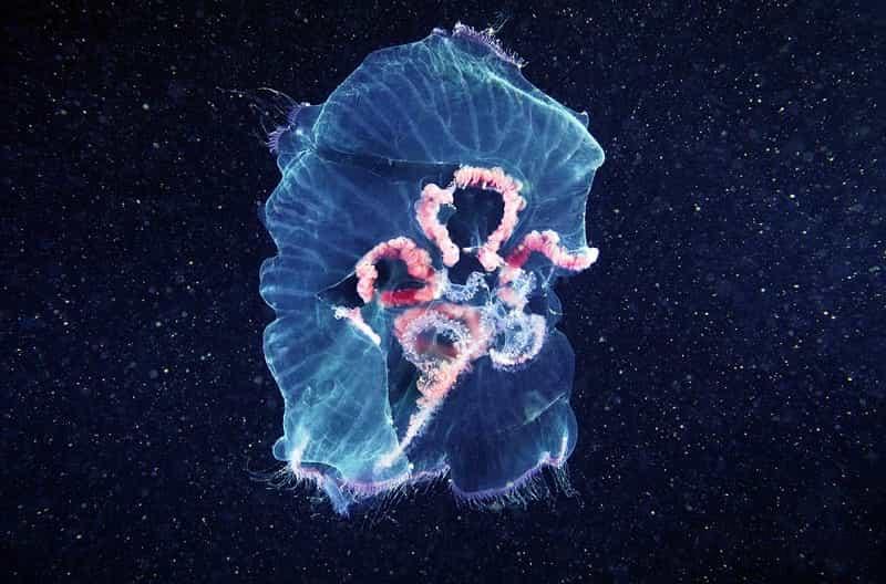 Невероятная подводная вселенная