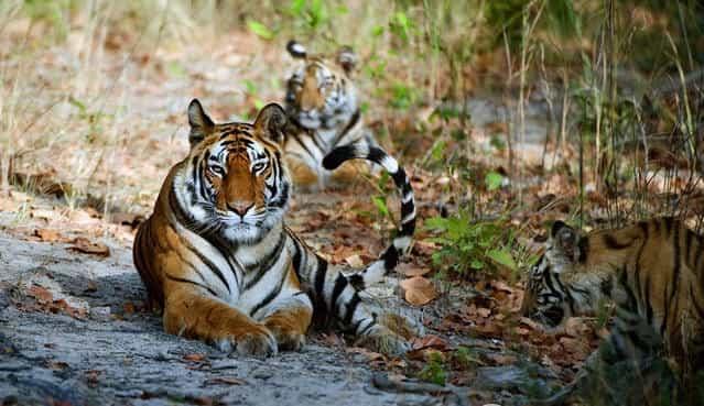 Тигриные заповедники в Индии