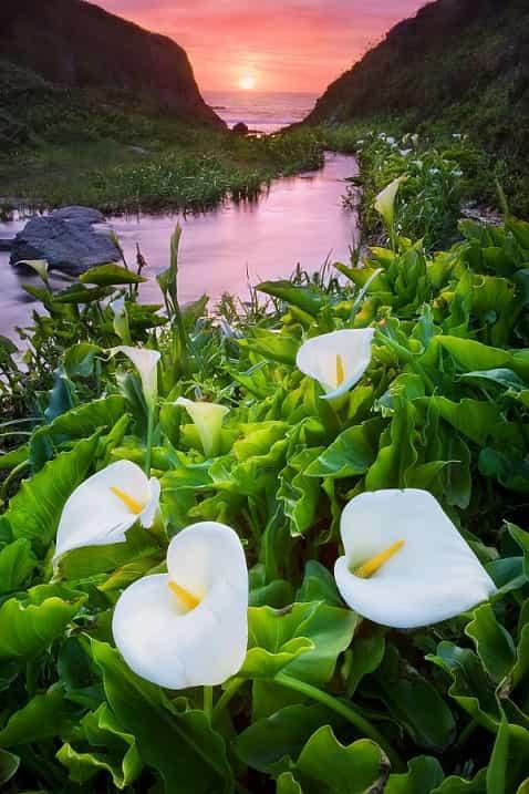 Calla lilies in Spring