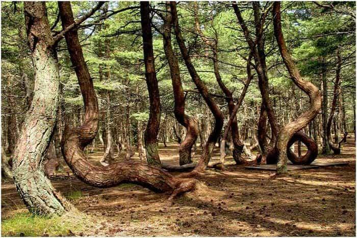 Танцующий лес