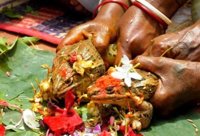 Свадьба у лягушек в  Индии