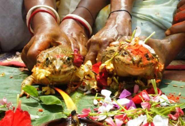 Свадьба у лягушек в  Индии