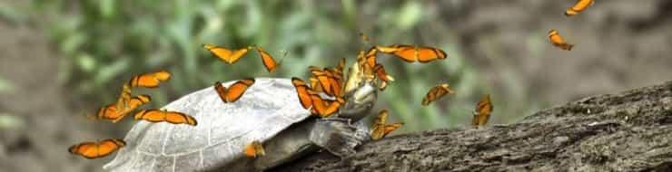 Из жизни южноамериканских бабочек