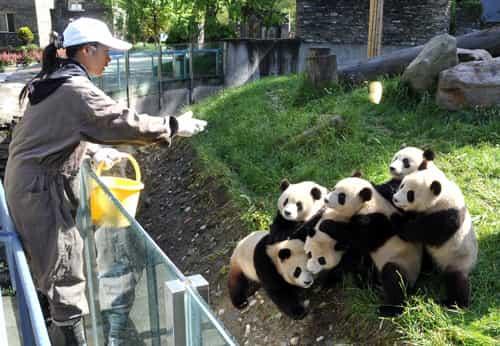 Национальное достояние Китая - обворожительные панды