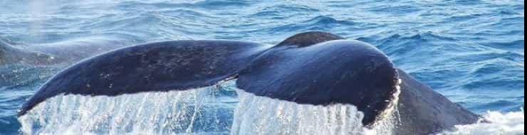 Удивительный факт о китах