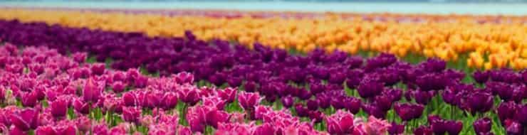 поля тюльпанов в Нидерландах