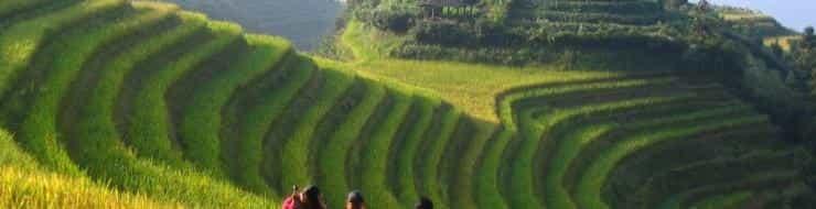 Выращивание риса в Китае.