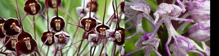 Орхидеи похожие на мордочку обезьян