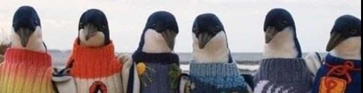 Пингвины в свитере