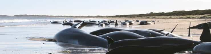 Почему киты выбрасываются на берег?