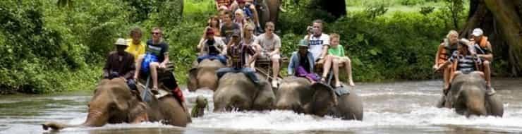 Посещение фермы слонов - развлечения Таиланда