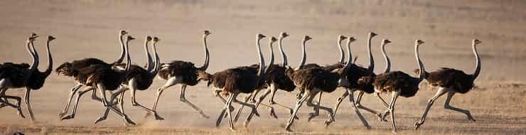 Птицы пустыни: кто живет в Сахаре