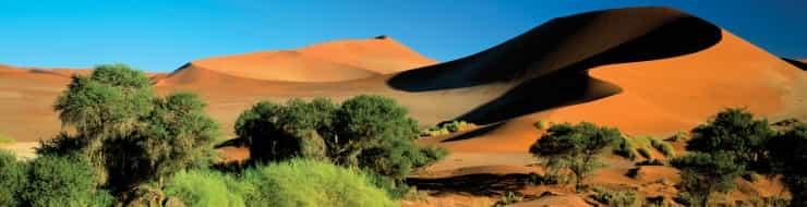 Растения пустыни Намиб