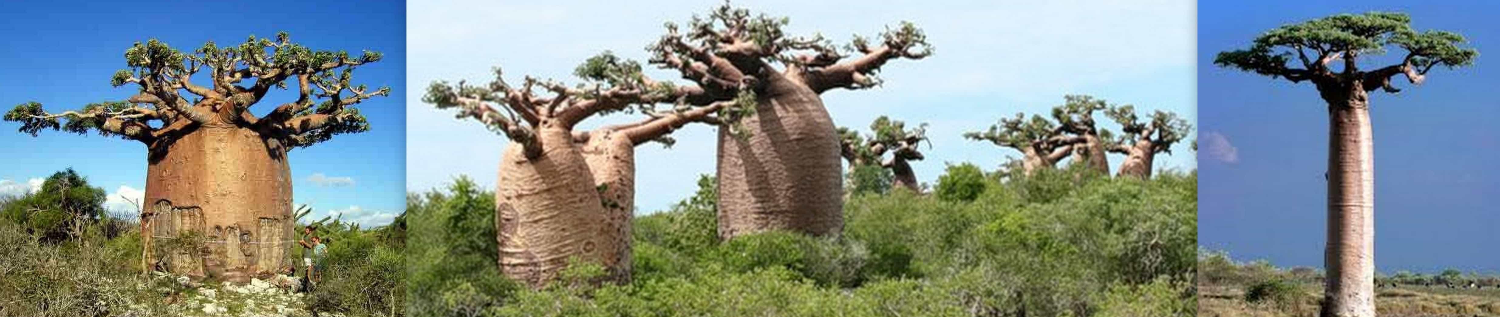 Самые необычные деревья на Земле