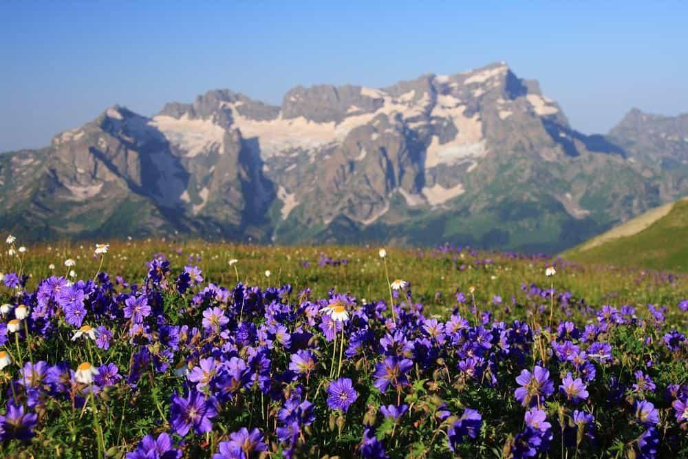 Горы на фоне фиолетовых цветов