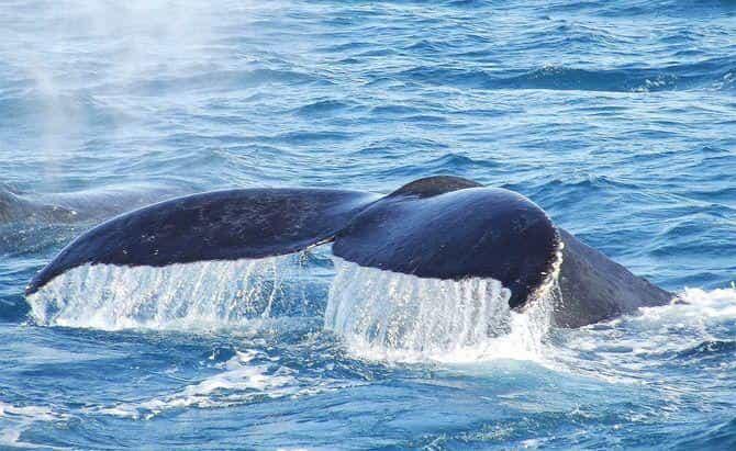 Интересные факты о китах - хвост