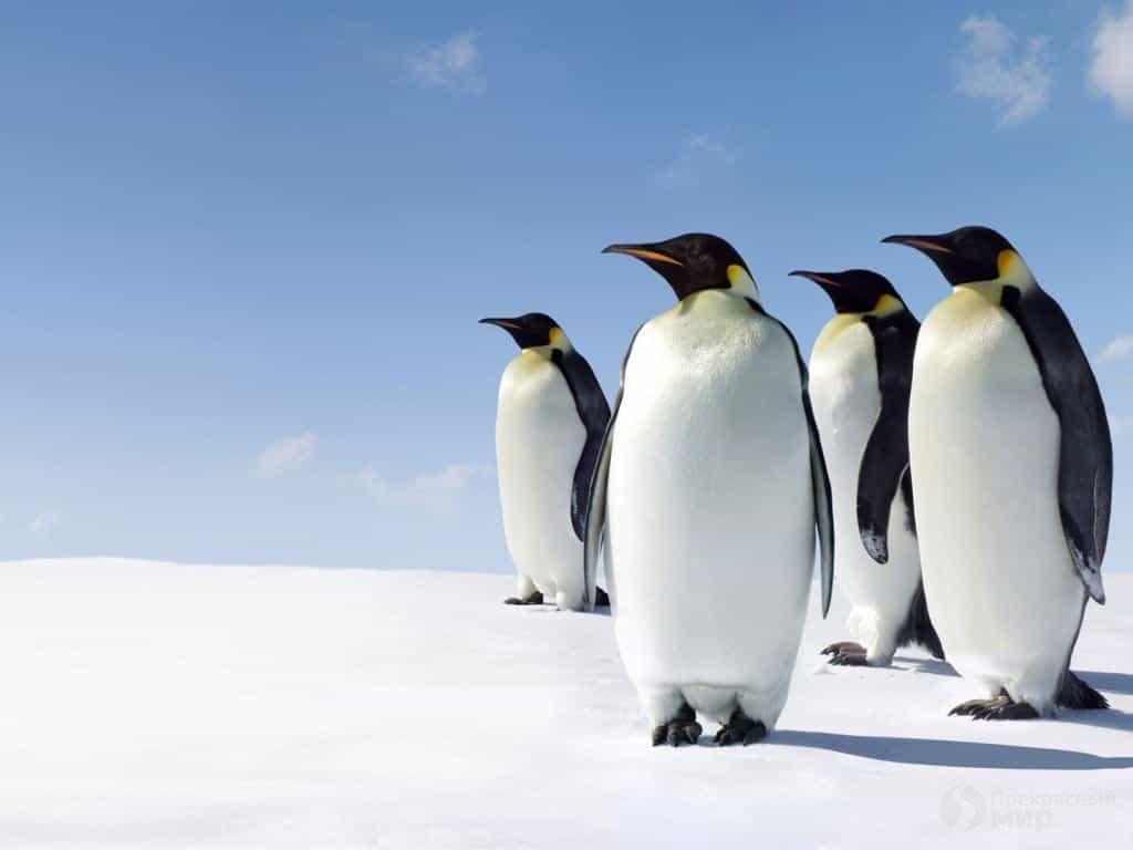 Четыре императорских пингвина