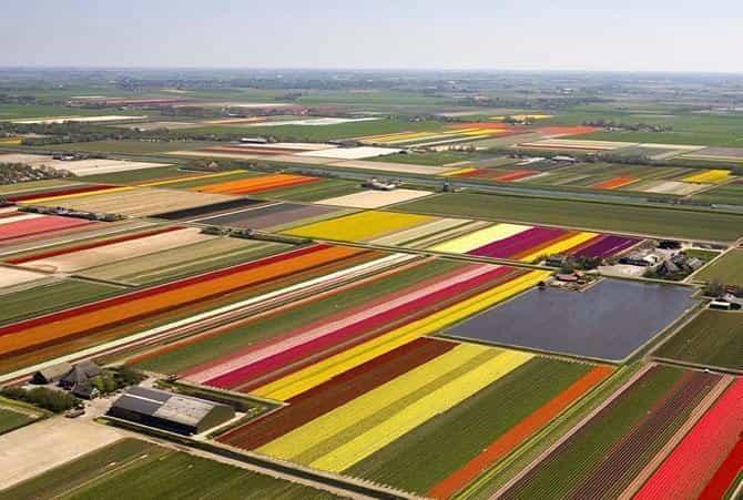 Разноцветные поля Голландии - вид сверху