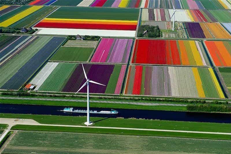 Нидерланды в цвете