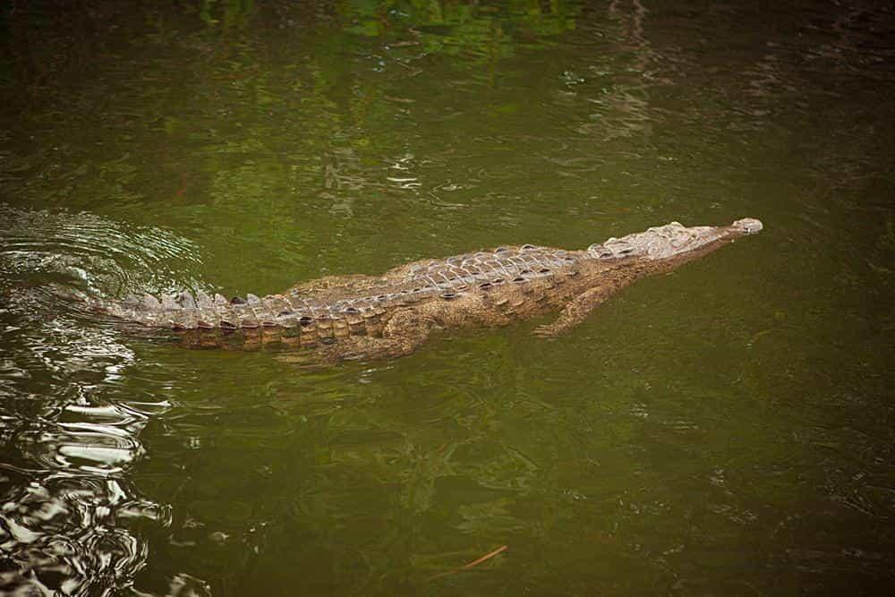Крокодил плывет