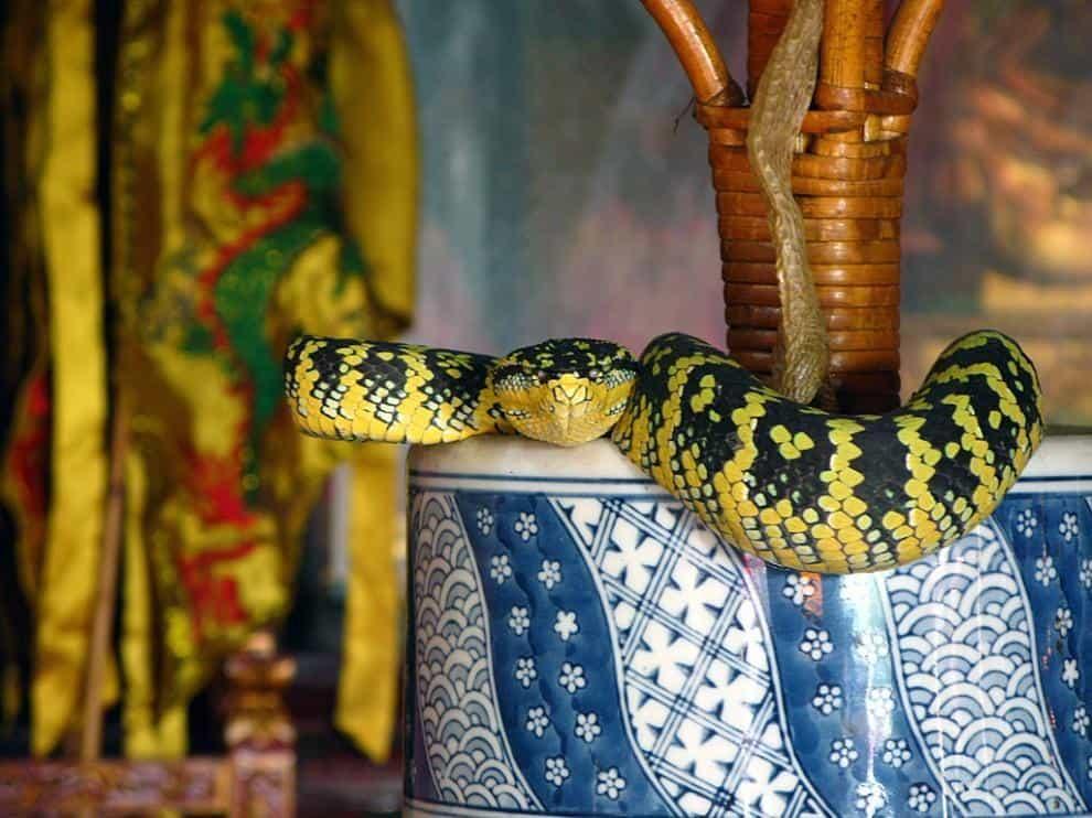 Змеи в храме
