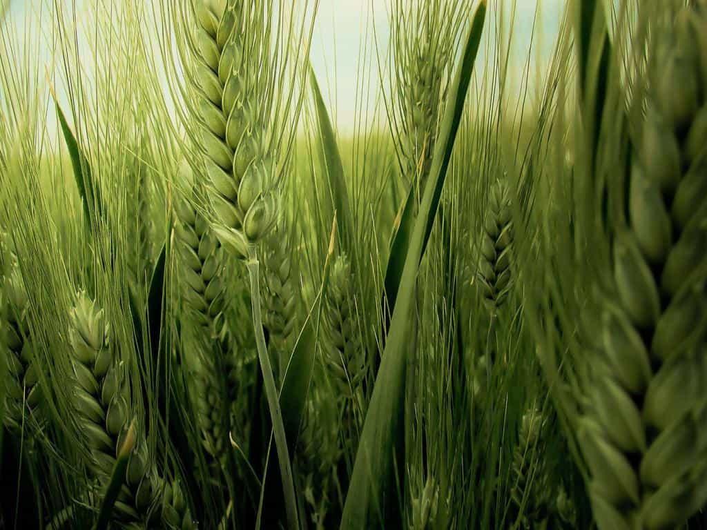 Зеленые колосья пшеницы, полные зерна